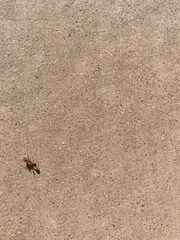 Pogonomyrmex maricopa