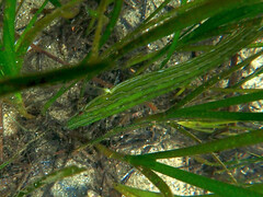 Heterostichus rostratus