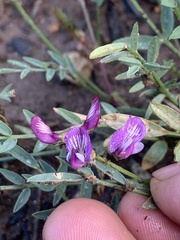 Astragalus miser oblongifolius