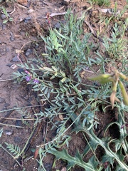 Astragalus miser oblongifolius