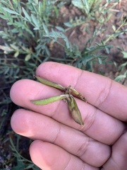 Astragalus miser oblongifolius