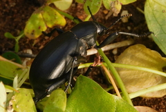 Blaps lusitanica