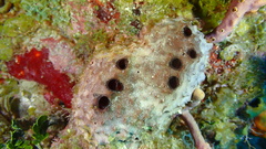 Ircinia felix