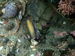 Octopus bimaculoides