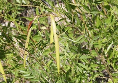 Tecoma stans angustata