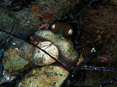 Octopus bimaculoides