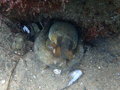 Octopus bimaculoides