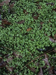 Apiales