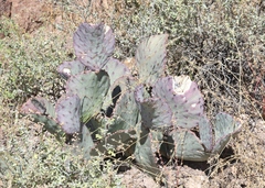 Opuntia azurea