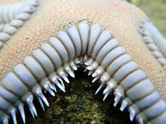 Astropecten armatus