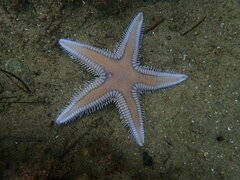 Astropecten armatus