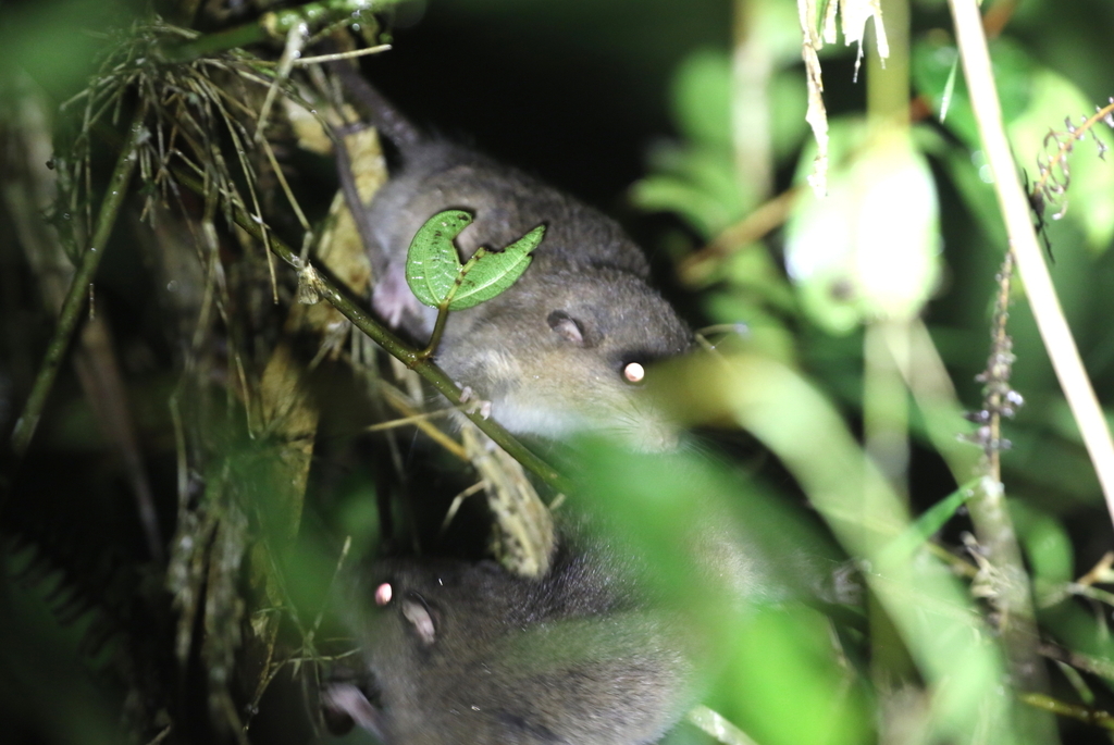 Loria's Pogonomys
