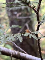 Lophocampa