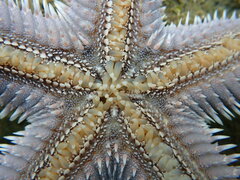 Astropecten armatus