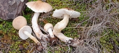 Lepiota oreadiformis