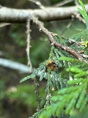Lophocampa