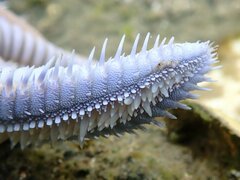 Astropecten armatus