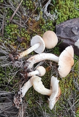 Lepiota oreadiformis