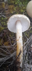 Lepiota oreadiformis