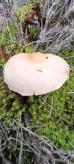 Lepiota oreadiformis
