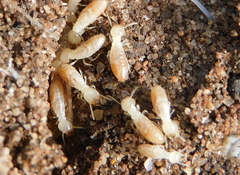 Kalotermes