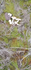 Lepiota oreadiformis