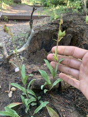 Penstemon leiophyllus