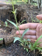 Penstemon leiophyllus