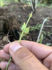 Penstemon leiophyllus