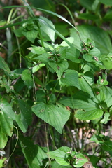 Viola acuminata