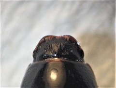 Calamosternus granarius