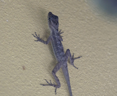 Anolis rodriguezii