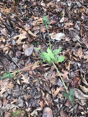 Polymnia canadensis