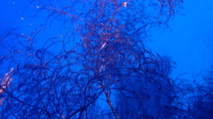 Macrorhynchia clarkei