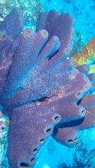 Smenospongia conulosa