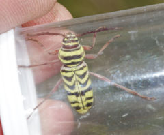 Megacyllene angulifera