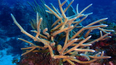 Acropora cervicornis