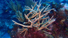 Acropora cervicornis