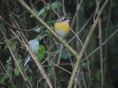 Chlorospingus flavopectus