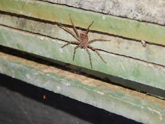 Selenops radiatus