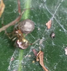 Araneae