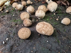 Lycoperdon nigrescens