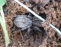 Lycosa hispanica