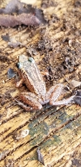 Eleutherodactylus rogersi