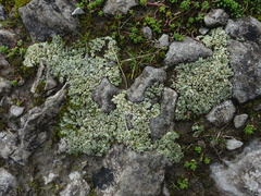 Squamarina cartilaginea