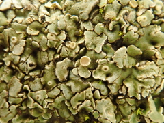 Squamarina cartilaginea