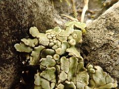 Squamarina cartilaginea