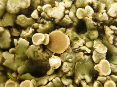 Squamarina cartilaginea