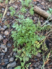 Cymopterus lemmonii