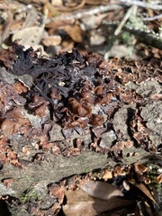 Phaeotremella fimbriata